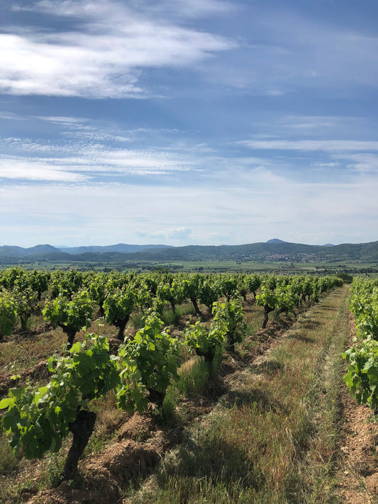 De geschiedenis van wijn in de Languedoc